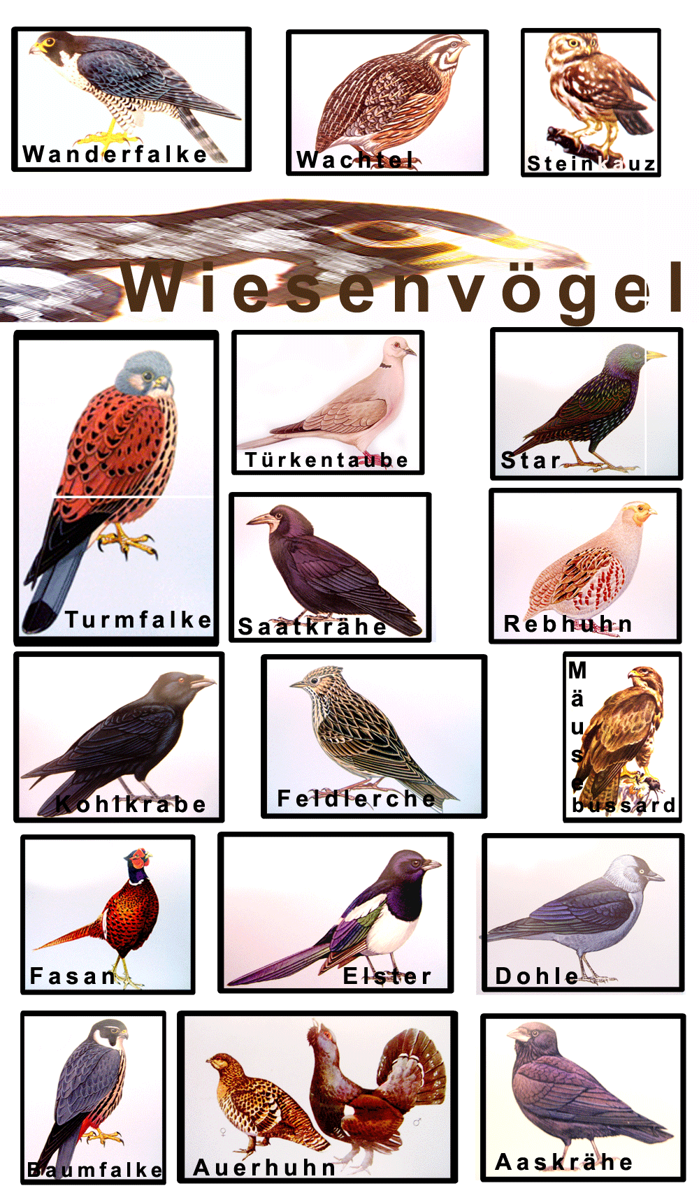 Galerie Wiesenvögel
