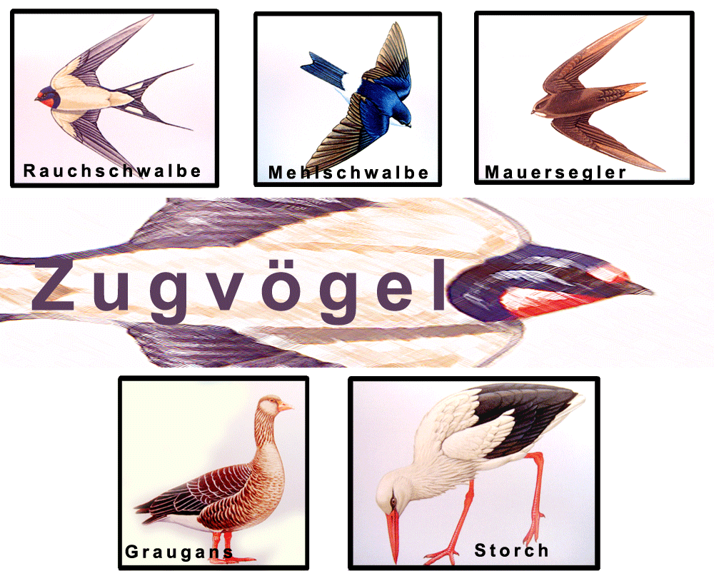 Galerie Zugvögel