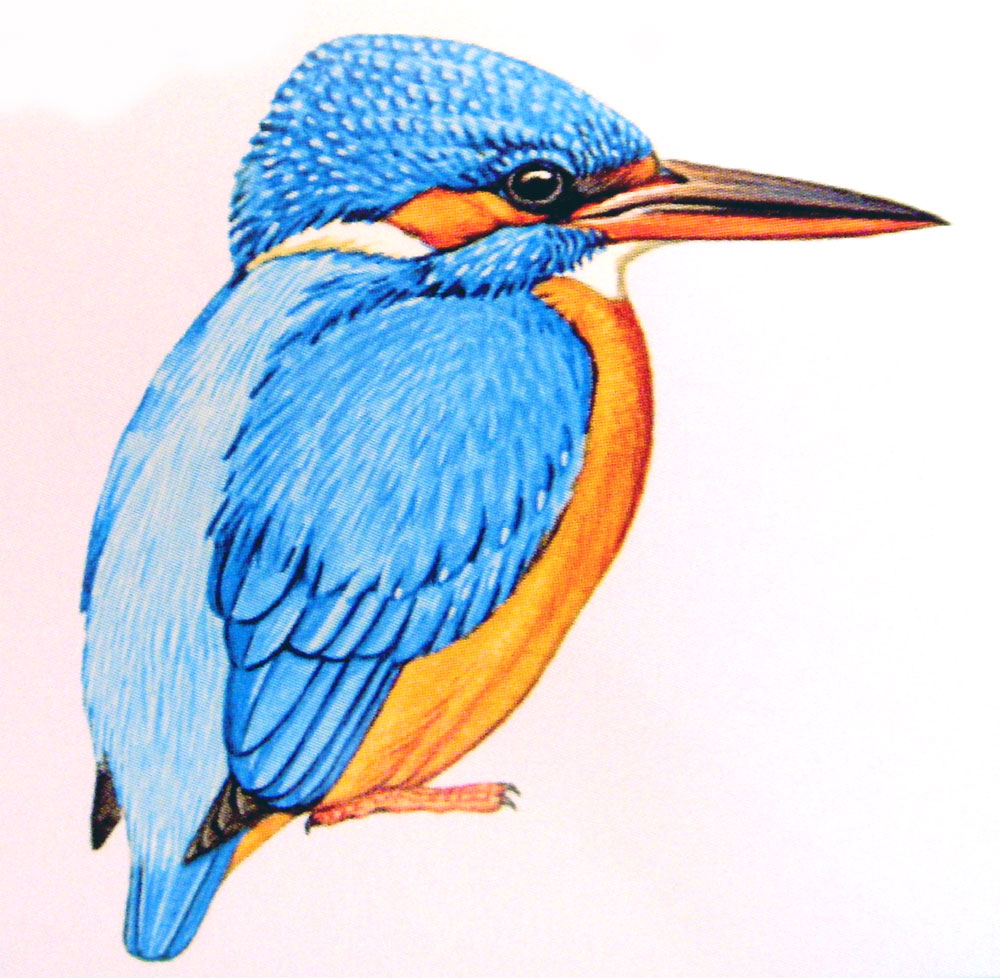 Eisvogel