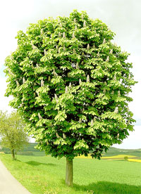 Rosskastanienbaum