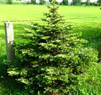 Kleiner Tannenbaum