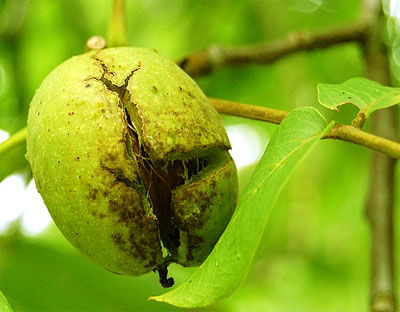Frucht eines Walnussbaumes