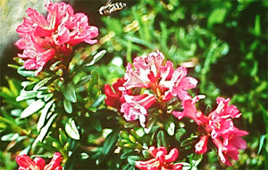 Alpenrose oder Almrausch